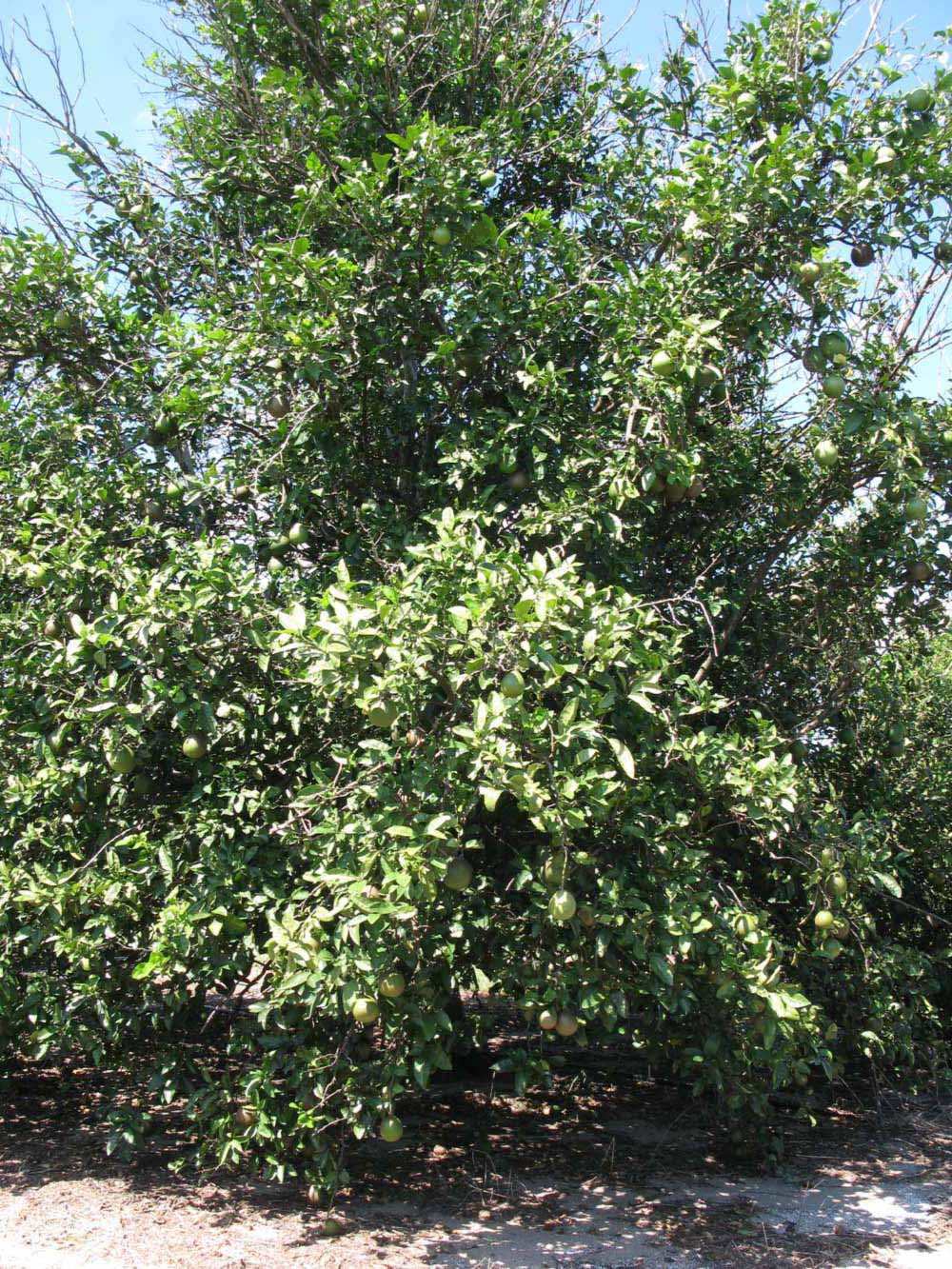            Habit (Winter Haven, FL)   